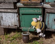 G37A0691 29/04/2019 - L'abeille argentine carbure aussi au maté ! The argentine bee also runs on Maté!