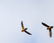 IMG_3945 13/09/2018 - Même en vol, toujours par deux. Les couples inséparables. ...red!