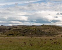 G37A9830 12/01/2019 - Incroyable et inhabituelle concentration de guanacos, serait-ce la saison des amours ? An amazing gathering of guanacos - is it love or the safety...
