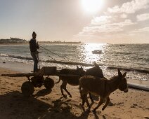 G37A3580 Ben-Hur local entrainant ses fières montures sur le sable entre Rabat et Casablanca. Pas sûr que Charlton Heston aurait accepté le rôle dans ces conditions.