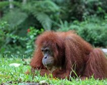 014_Sumatra_Nat_Park_22_02_09