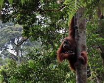 015_Sumatra_Nat_Park_22_02_09