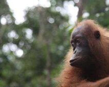 016_Sumatra_Nat_Park_22_02_09