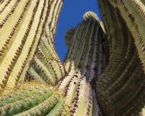 006_Argentine_Valle_de_la_Lunato_San_Agustin_12_08_2011